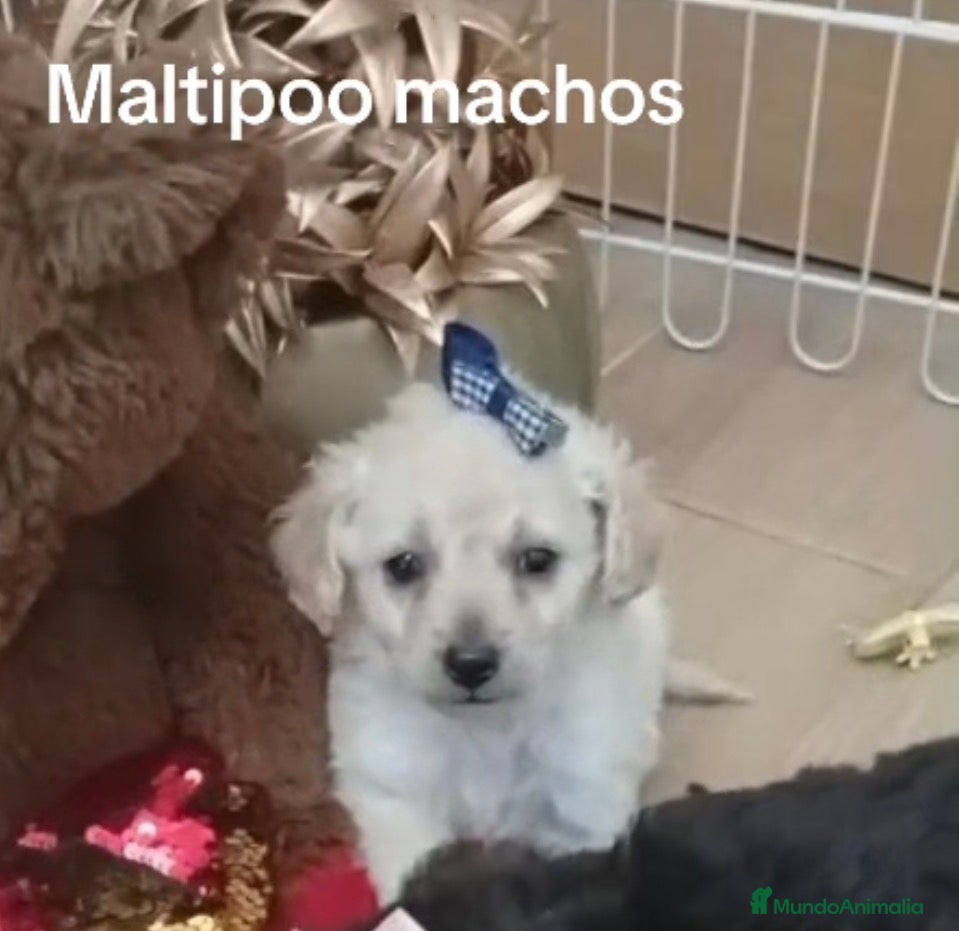 Maltipoo perros Maltipoo machos y hembras  - Anuncio 13