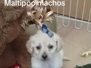 Maltipoo perros Maltipoo machos y hembras - Anuncio 1