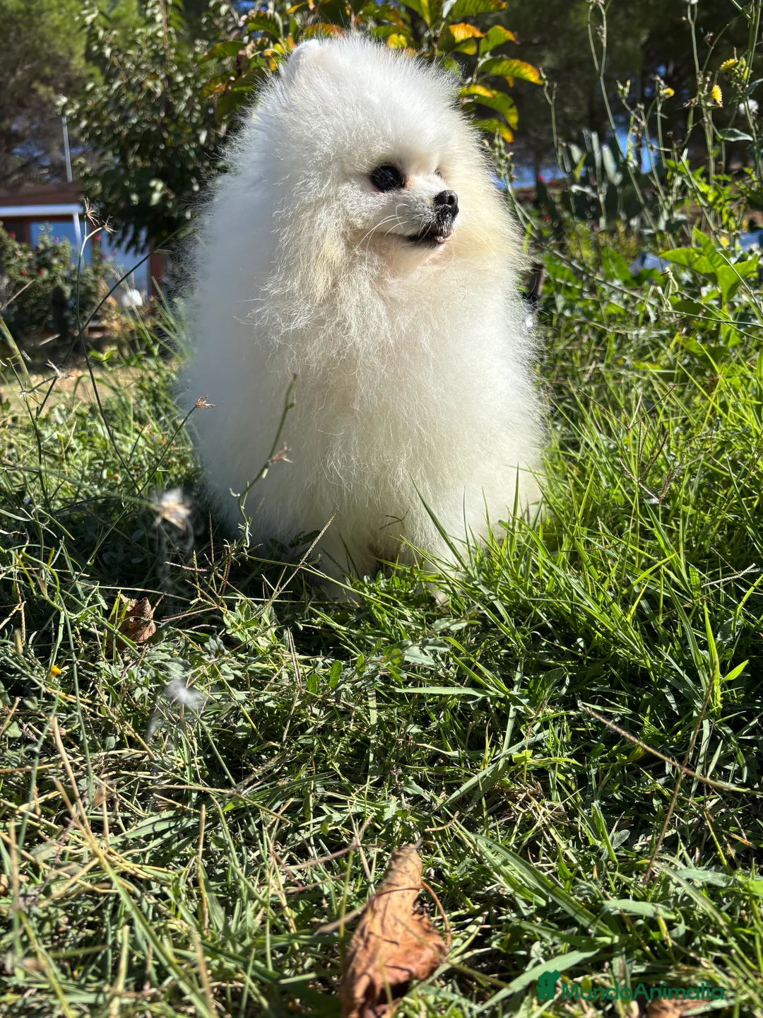 Pomerania perros en venta: Pomerania alta calidad hembra !!! - Anuncio 9
