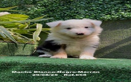 Border Collie perros en venta: Border Collie De Villa Biznaga - Imagen 13