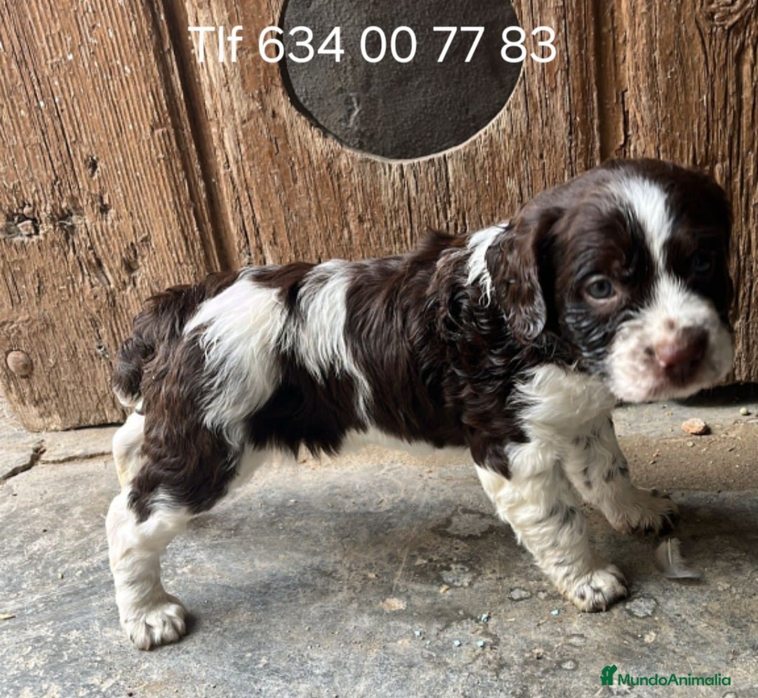 Épagneul Breton perros Gran cachorro Spaniel Bretón  - Anuncio 1
