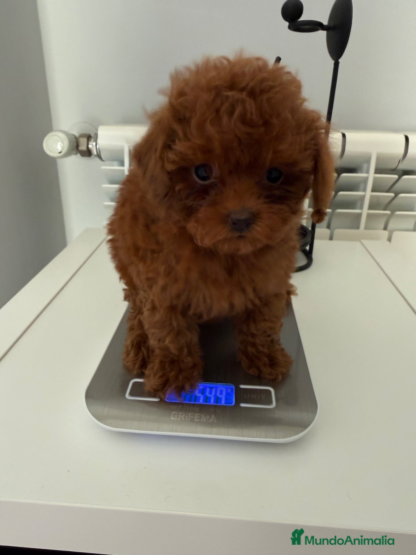 Caniche Toy perros 🐩 CANICHE TOY ROJO PIMENTÓN — 2 MESES 🤎  ✨  - Anuncio 1