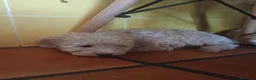 Caniche Enano perros en venta: Caniche enano - Anuncio 2