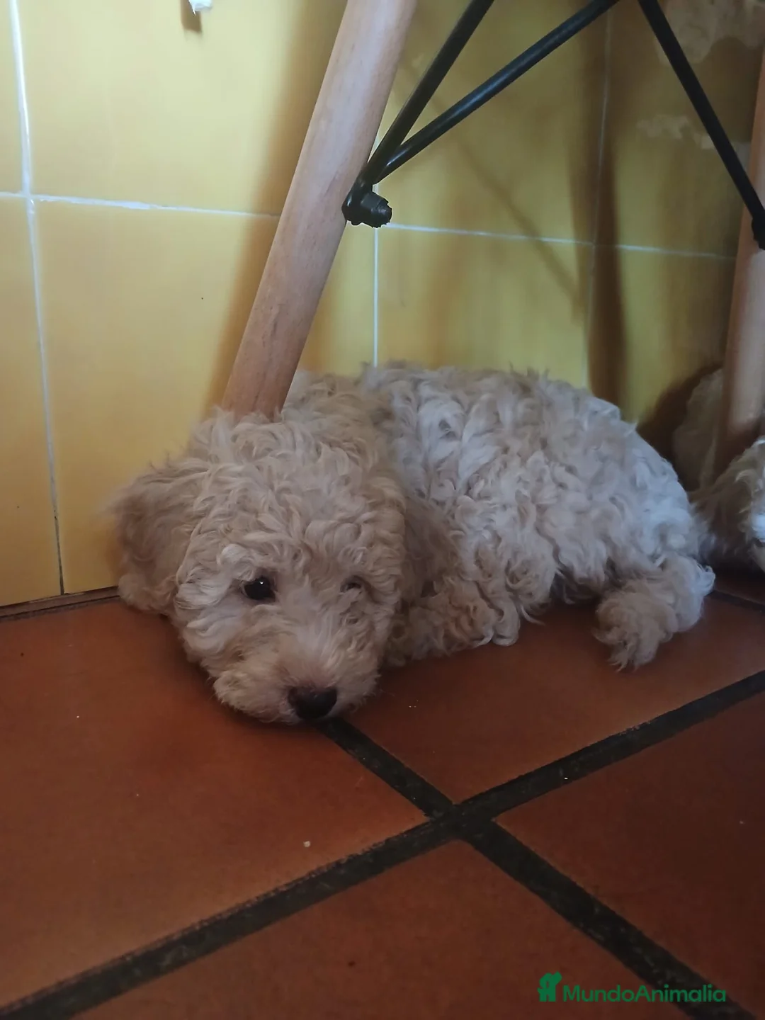 Caniche Enano perros en venta: Caniche enano - Anuncio 2