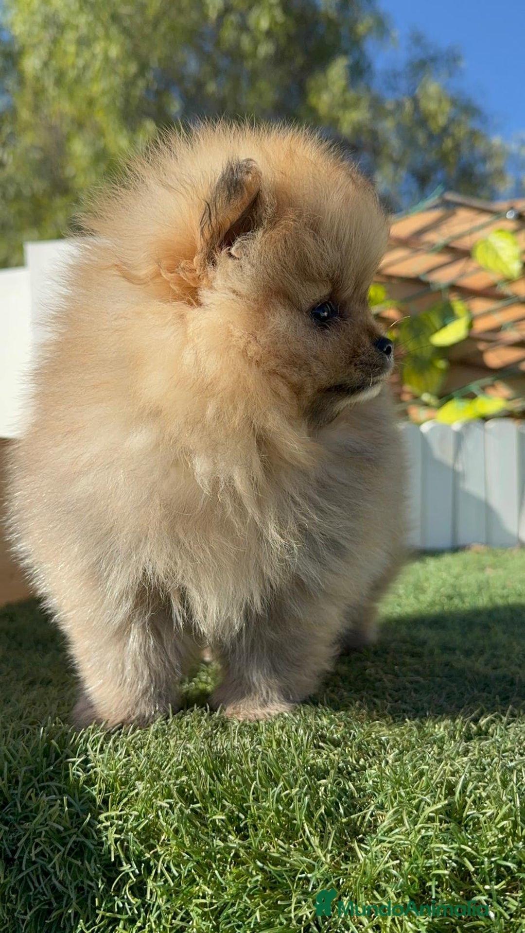 Pomerania perros en venta: POMERANIA CARA DE OSITO - Anuncio 8
