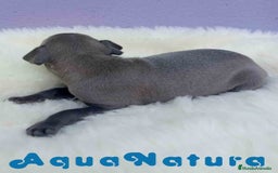Pequeño Lebrel Italiano perros en venta: Lebrel Italiano Hembra 2 de BN y Omega AQUANATURA - Imagen 4