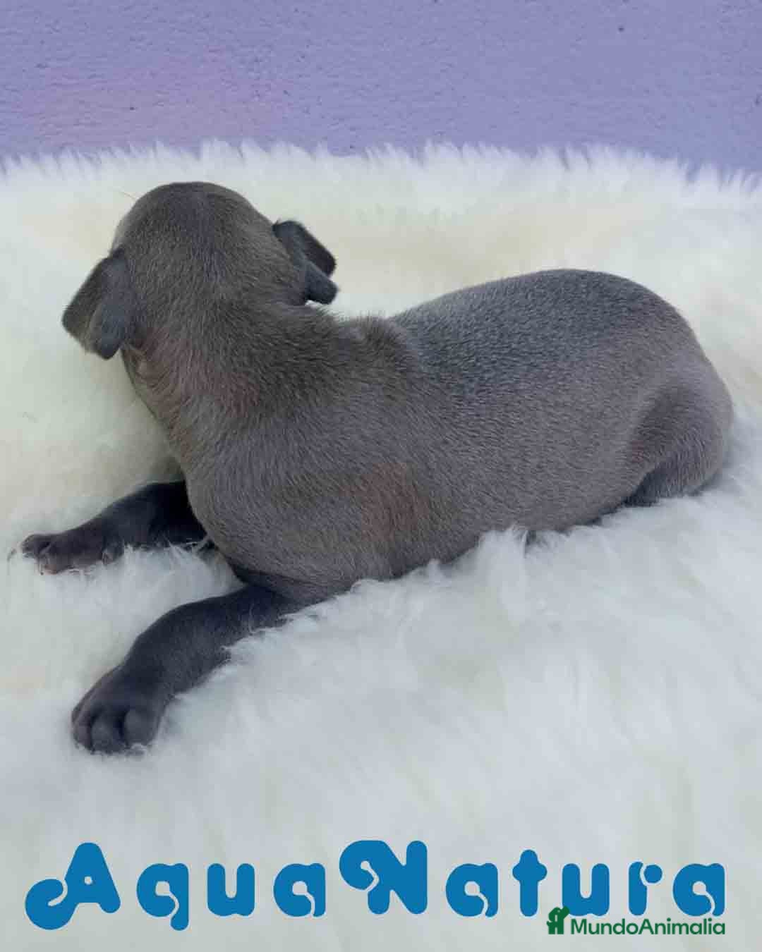 Pequeño Lebrel Italiano perros en venta: Lebrel Italiano Hembra 2 de BN y Omega AQUANATURA - Imagen 4