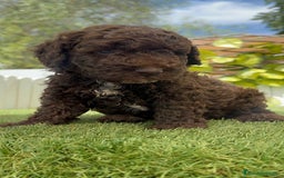 Perro de Agua Español perros en venta: PERRO DE AGUA ESPAÑOL - Imagen 15