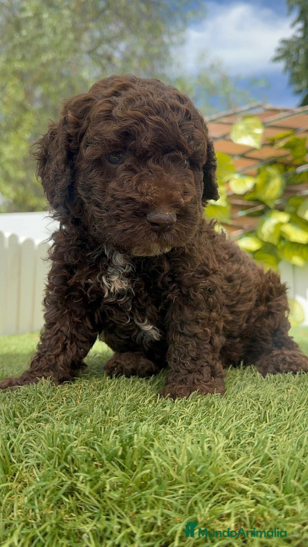Perro de Agua Español perros en venta: PERRO DE AGUA ESPAÑOL - Imagen 15