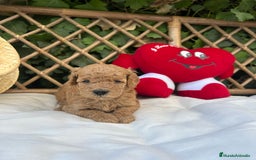 Raza Mixta perros en venta: caniche apricot  - Imagen 4