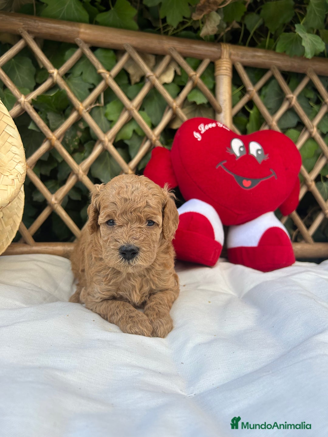 Raza Mixta perros en venta: caniche apricot  - Imagen 4