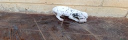 Dálmata perros en venta: Dalmata  - Anuncio 1