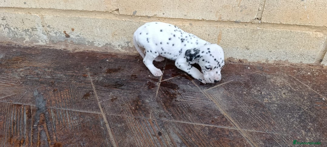 Dálmata perros en venta: Dalmata  - Anuncio 1