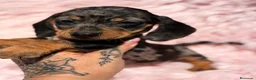 Teckel Miniatura perros en venta: Teckel mini arlequin Blue  - Anuncio 4