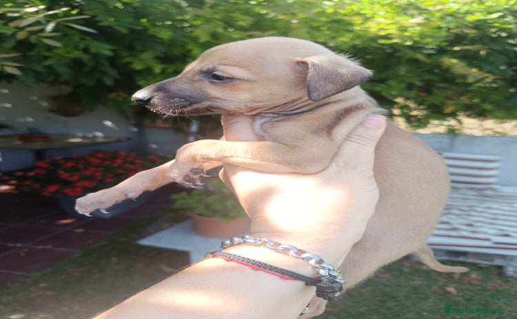 Pequeño Lebrel Italiano perros - Anuncio 1
