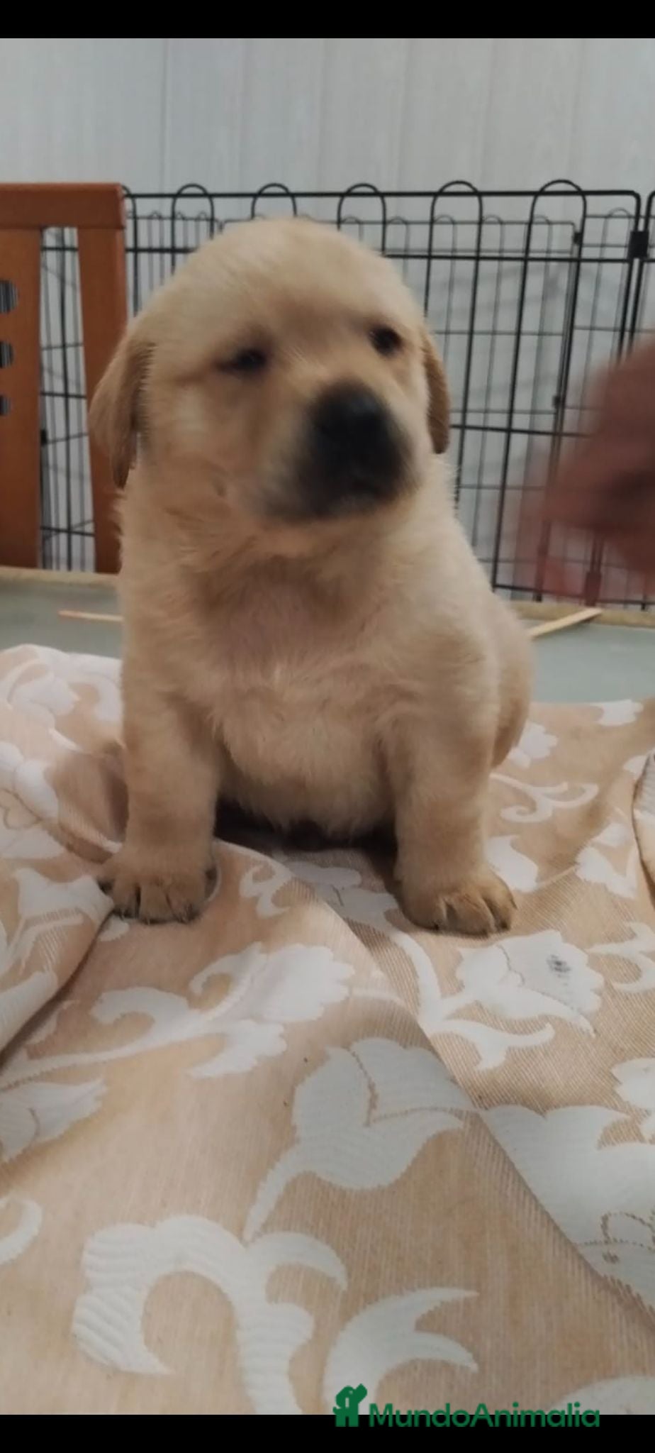 Labrador Retriever perros Labrador retriever Hembra dorada !!🐶🐾 - Anuncio 29