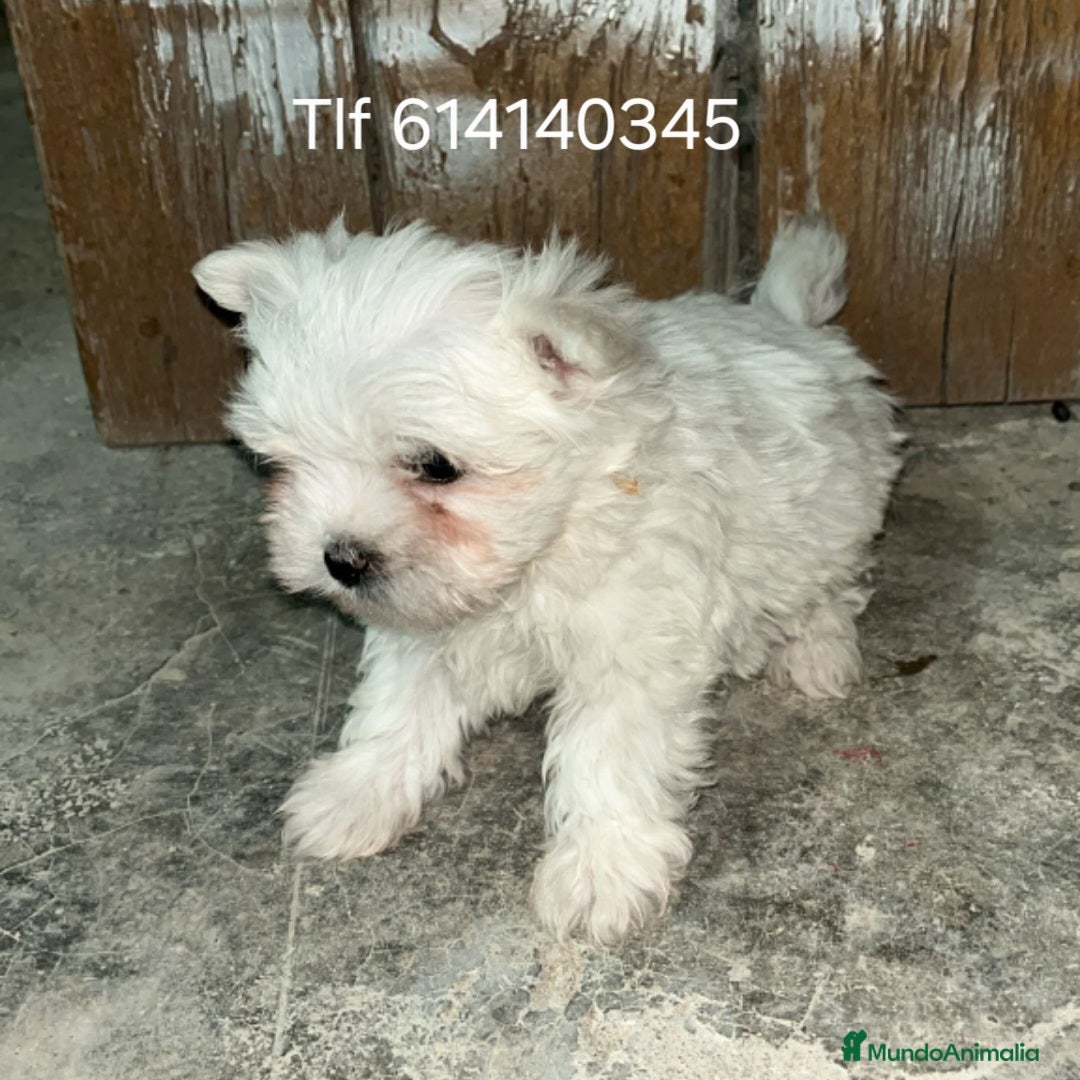 Bichón Maltés perros Excelente bichon maltes  - Anuncio 2