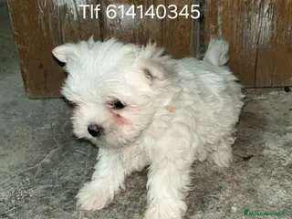 Bichón Maltés perros Excelente bichon maltes - Anuncio 2