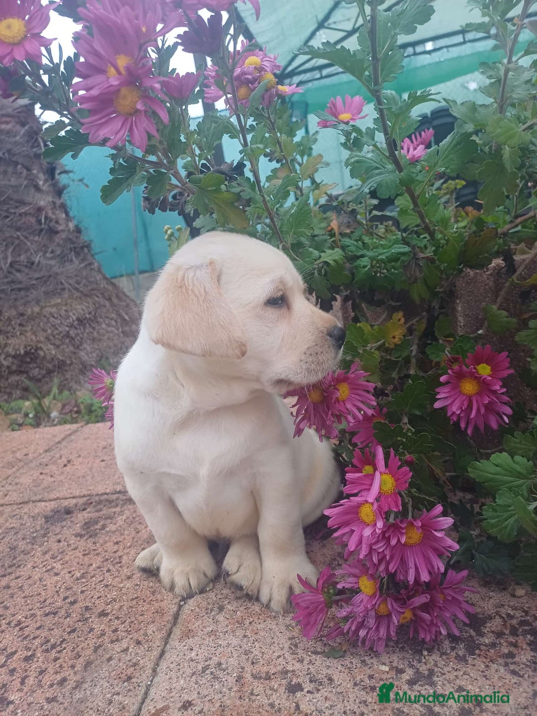 Labrador Retriever perros en venta: Labrador retriever dorado y chocolate  - Anuncio 4