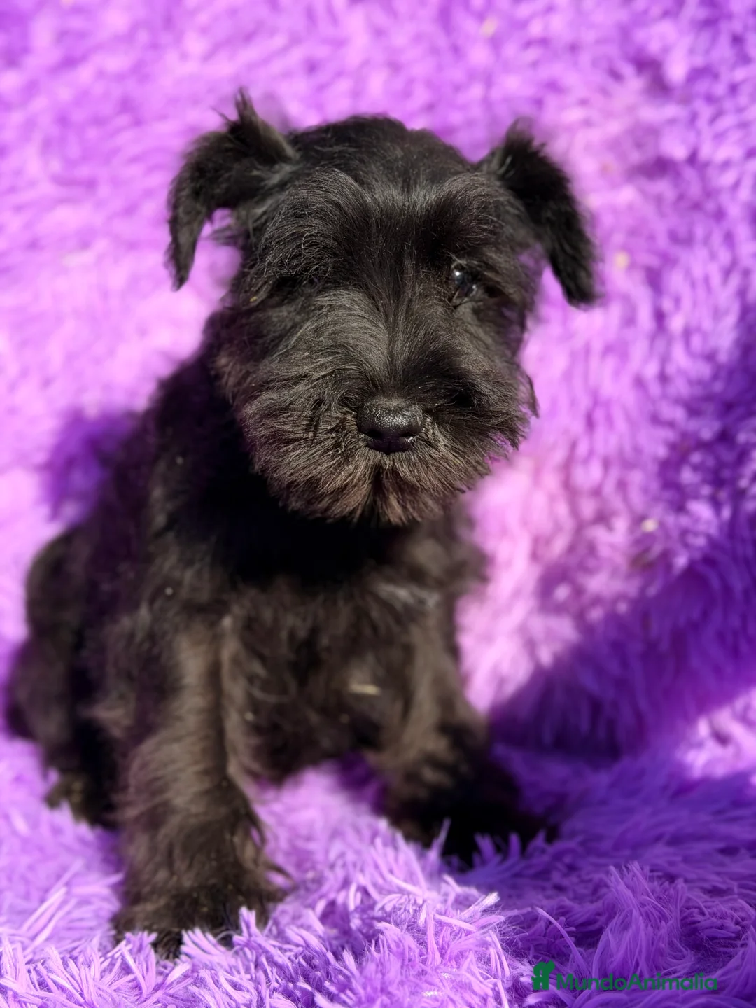 Schnauzer Miniatura perros en venta: Schnauzer negro azabache  - Anuncio 4
