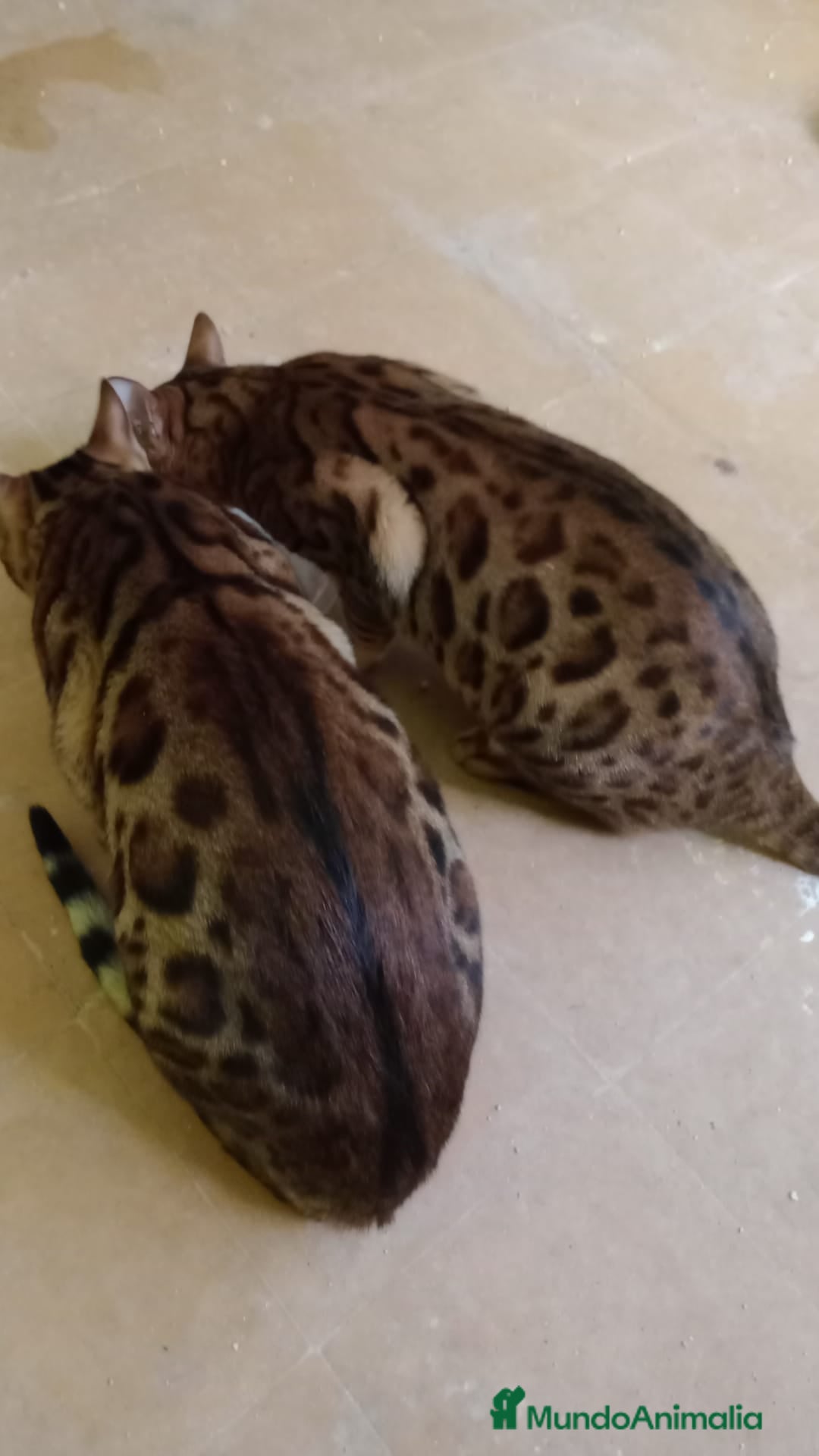 Bengalí gatos en venta: Gatos bengalis tienen 8 meses  - Anuncio 11