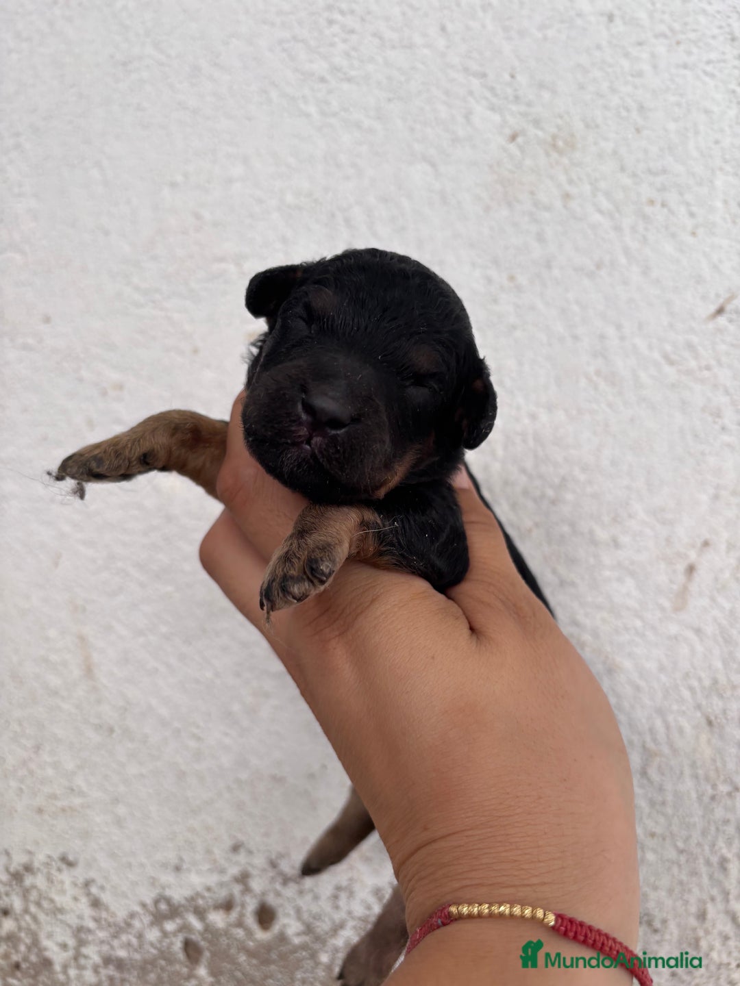 Caniche Enano perros en venta: Caniche enano pequeño  - Imagen 8