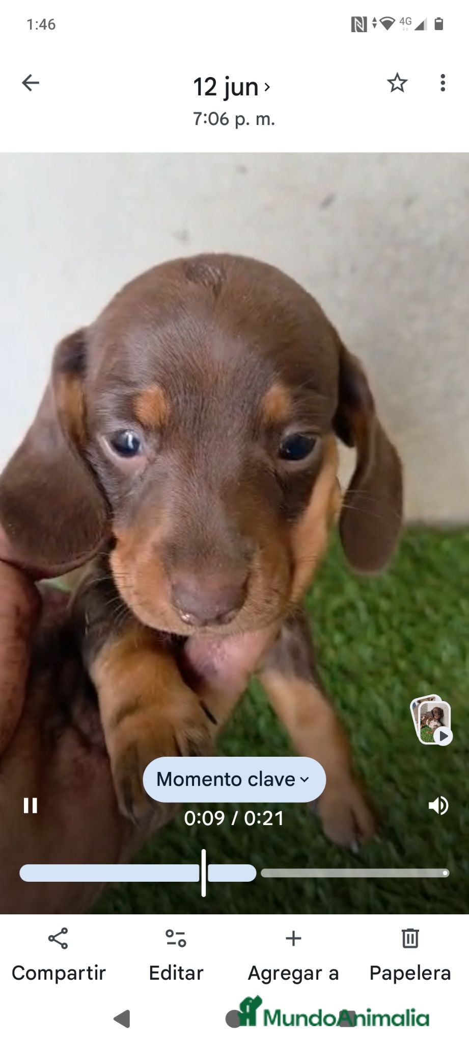 Teckel Miniatura perros Teckel miniatura merle chocolate - Anuncio 1