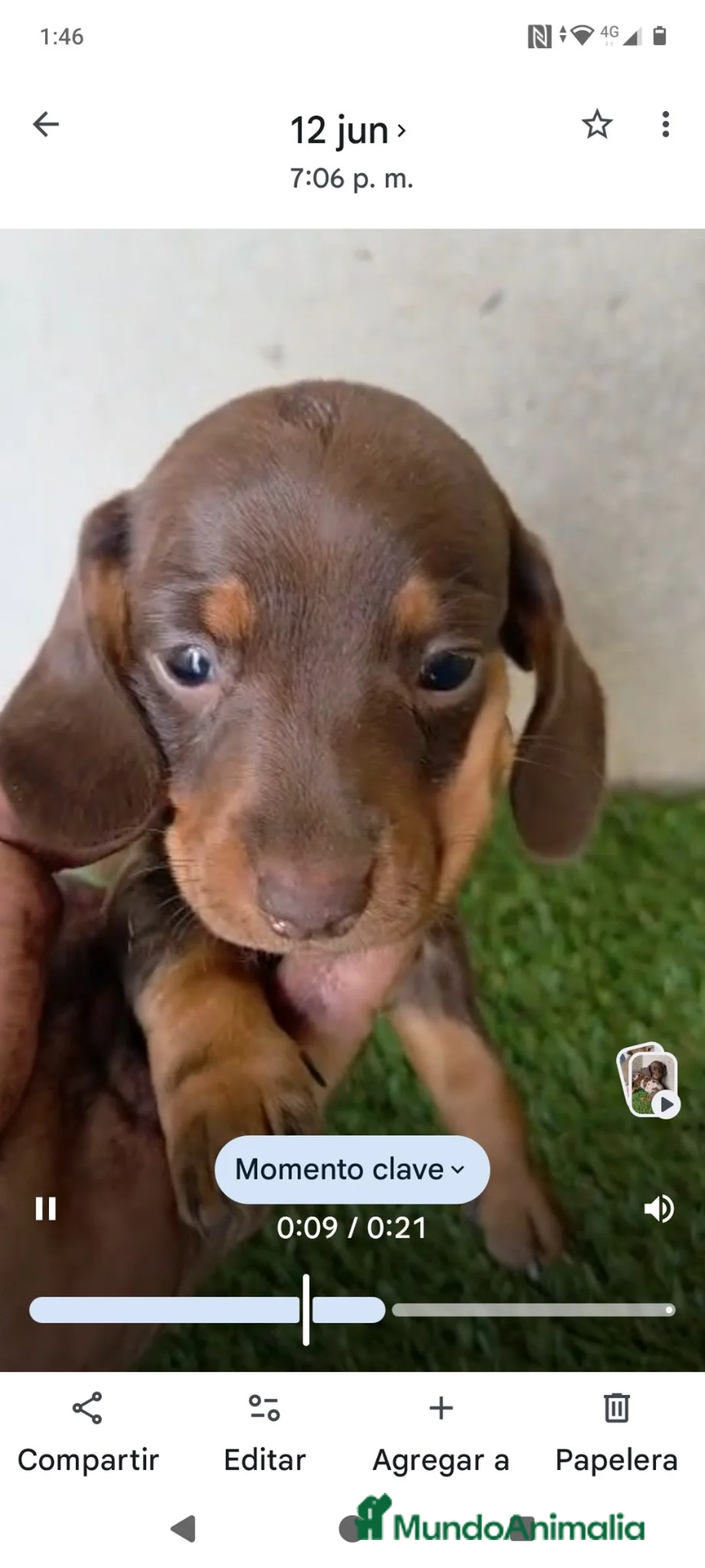 Teckel Miniatura perros en venta: Teckel miniatura merle chocolate - Anuncio 1