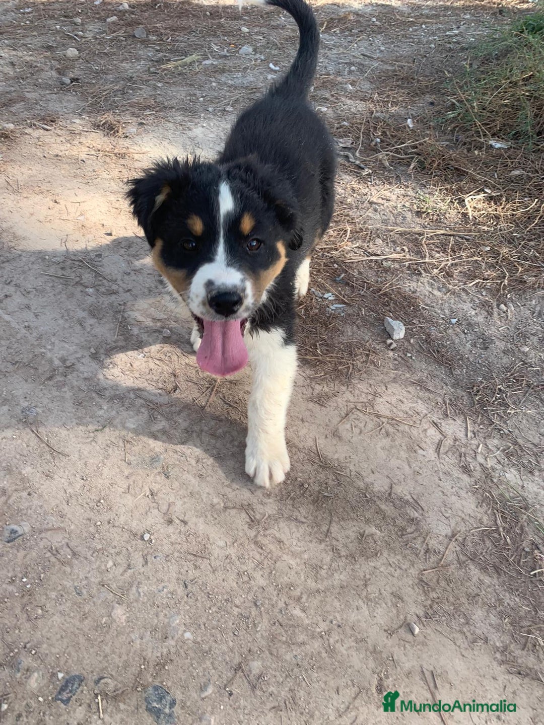 Pastor Australiano perros en venta: PASTOR AUSTRALIANO - Anuncio 2