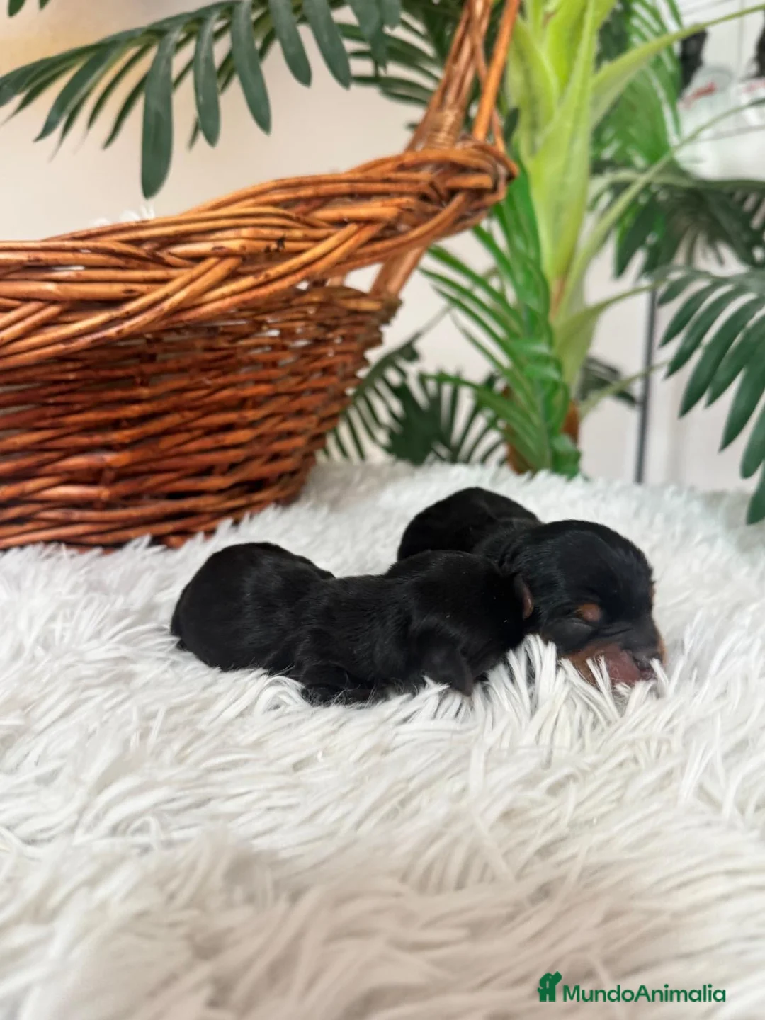 Yorkshire Terrier perros en venta: YORKSHIRE TERRIER - Anuncio 3
