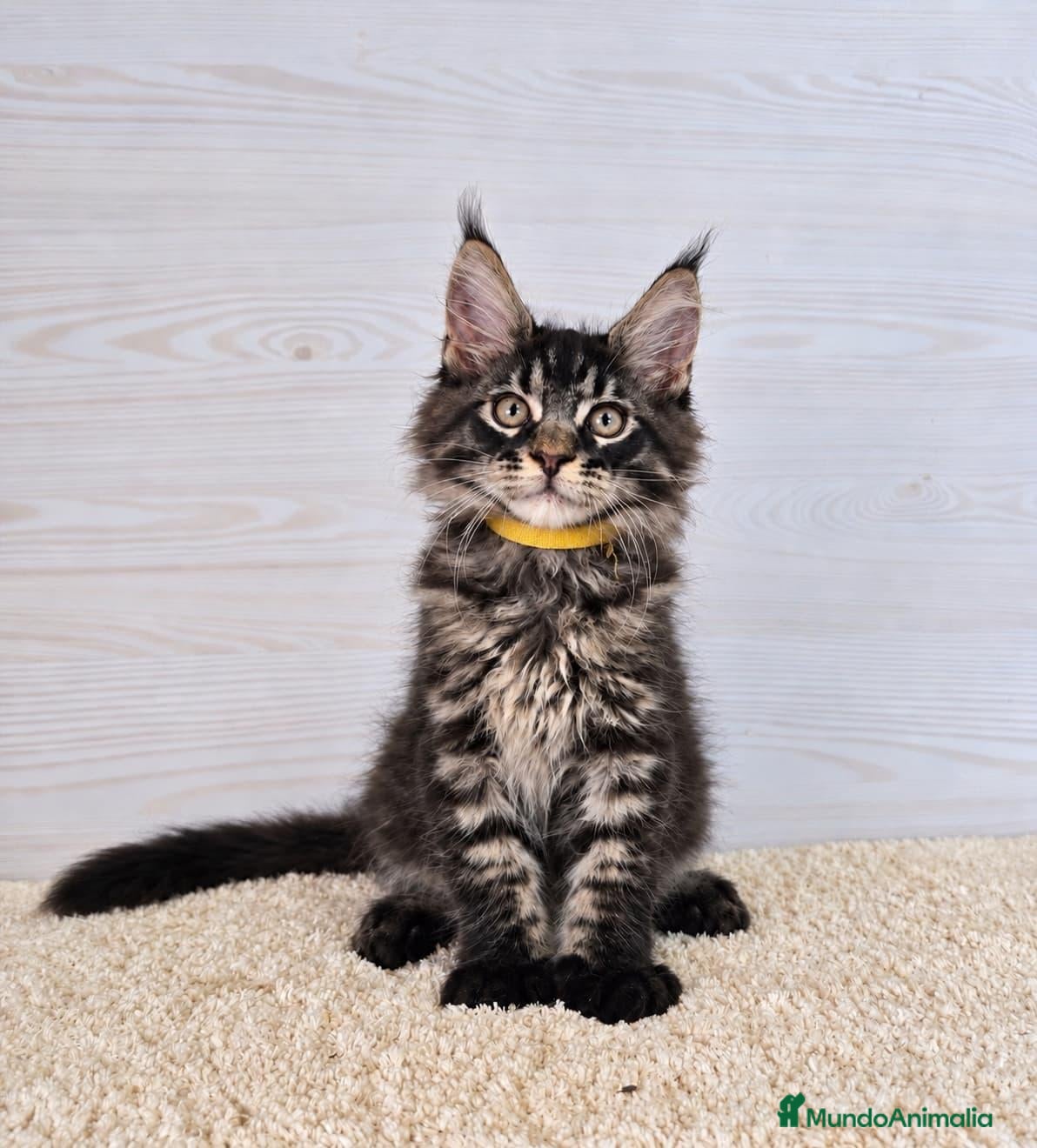 Maine Coon gatos Gatitos Maine Coon - Anuncio 1