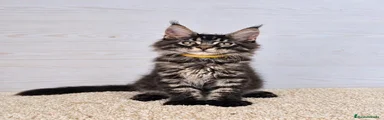 Tigre