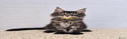 Maine Coon gatos en venta: Gatitos Maine Coon - Anuncio 1