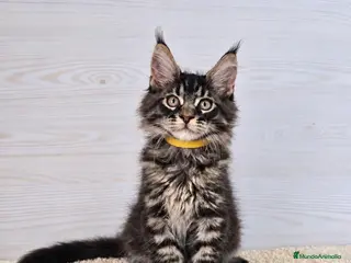 Maine Coon gatos Gatitos Maine Coon - Anuncio 1