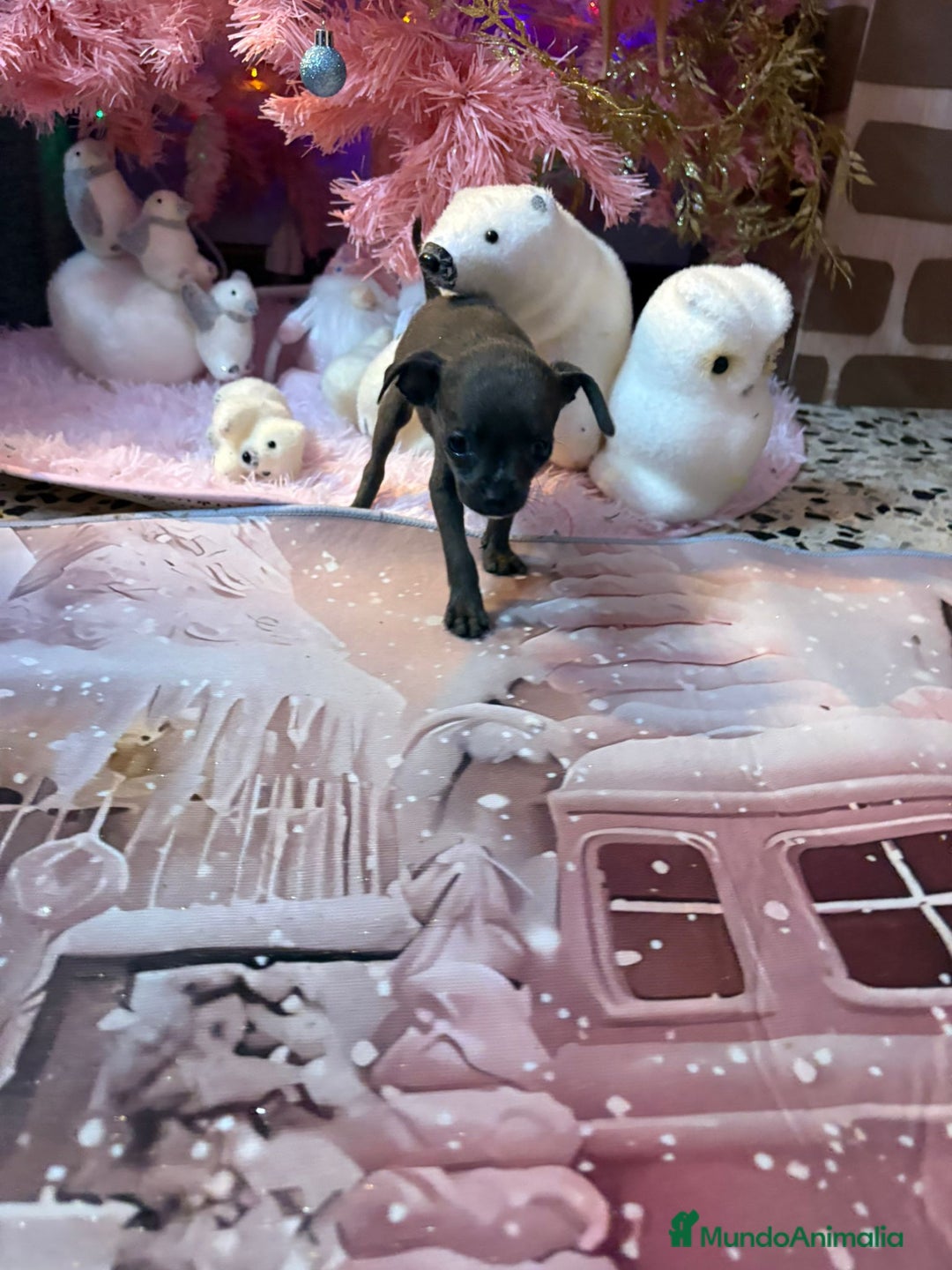 Chihuahua perros en venta: Chihuahua toy blue - Anuncio 12