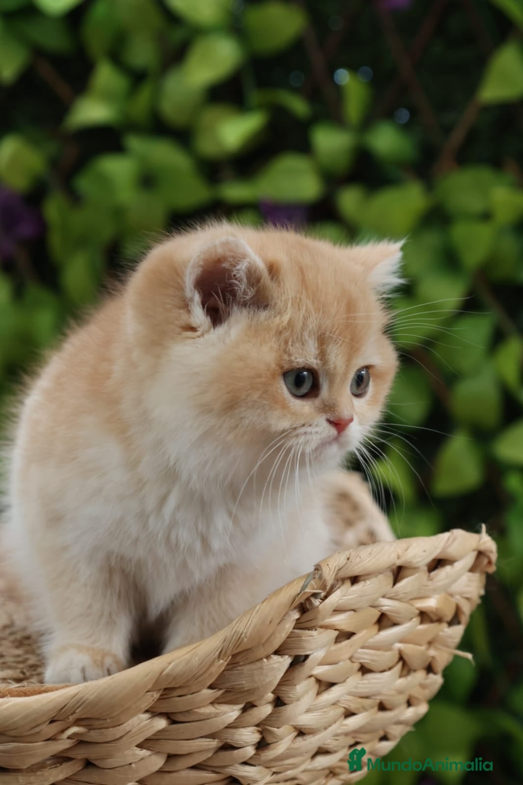 Persa gatos Hembra Persa Chinchilla - Anuncio 2