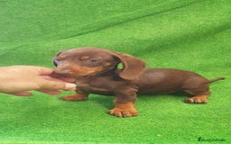 Teckel perros en venta: Teckel kanichen  - Imagen 2