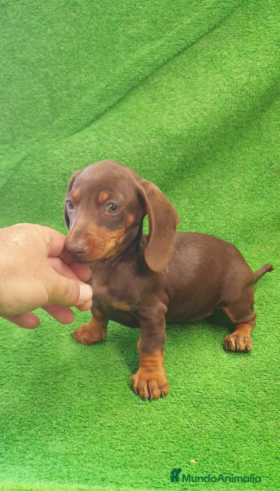 Teckel perros en venta: Teckel kanichen  - Imagen 2