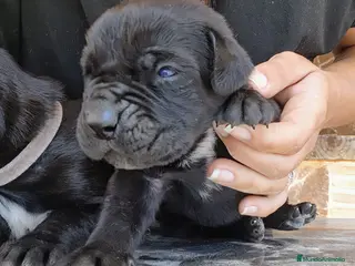 Cane Corso perros Cane corso - Anuncio 2