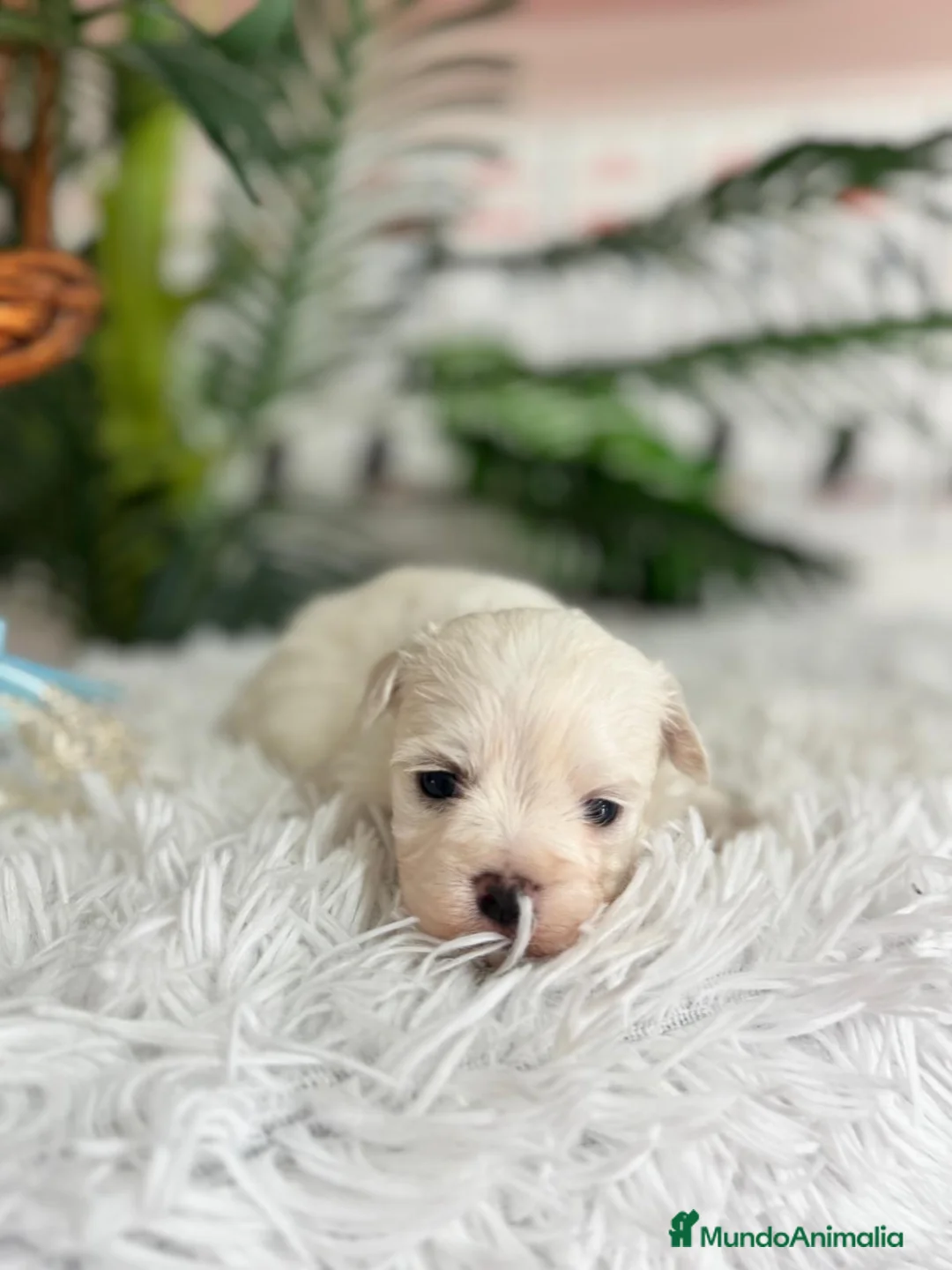 Bichón Maltés perros en venta: BICHON MALTES DISPONIBLE - Anuncio 17