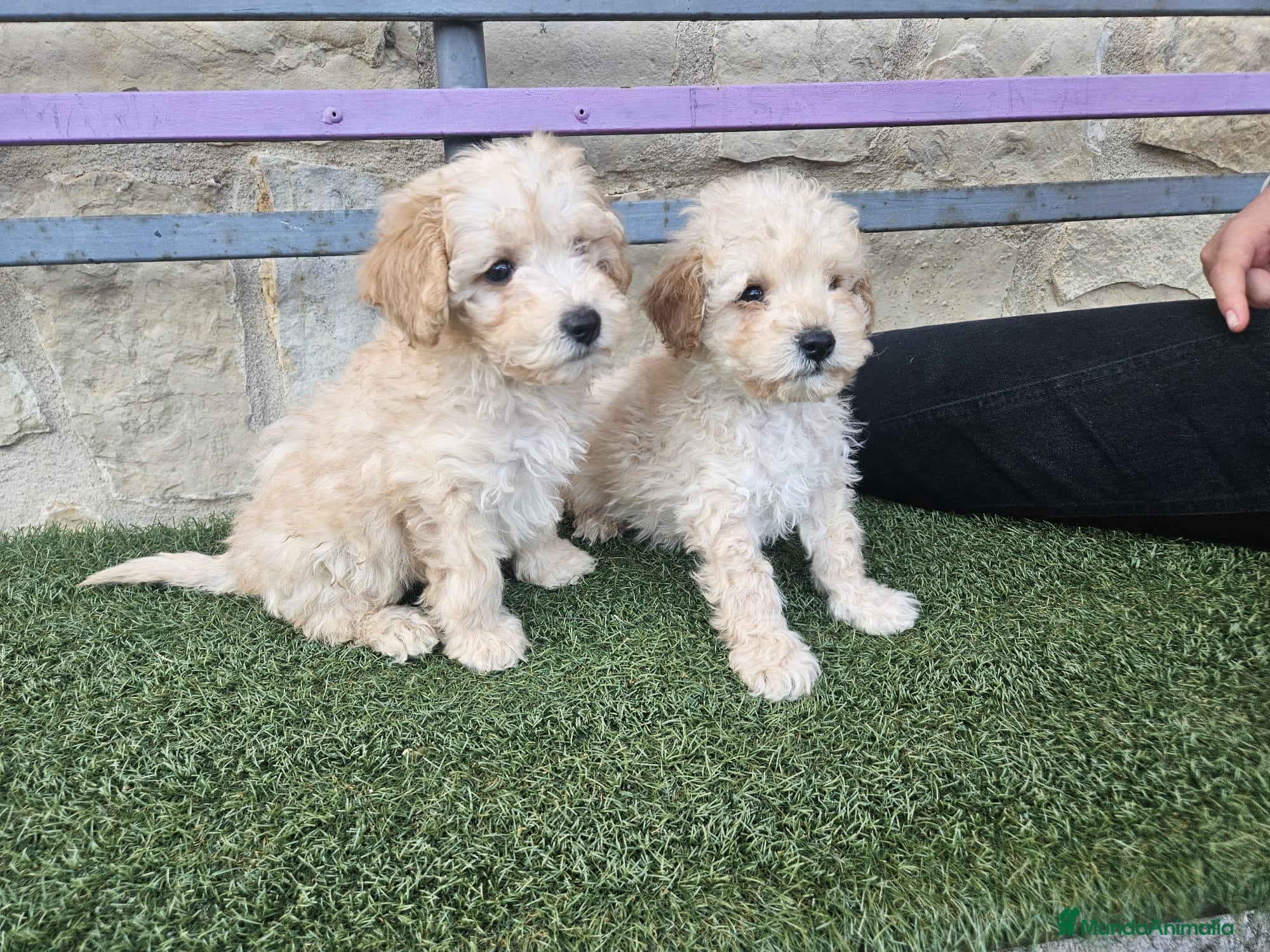 Caniche Toy perros Ultima hembrita toy apricot - Anuncio 1