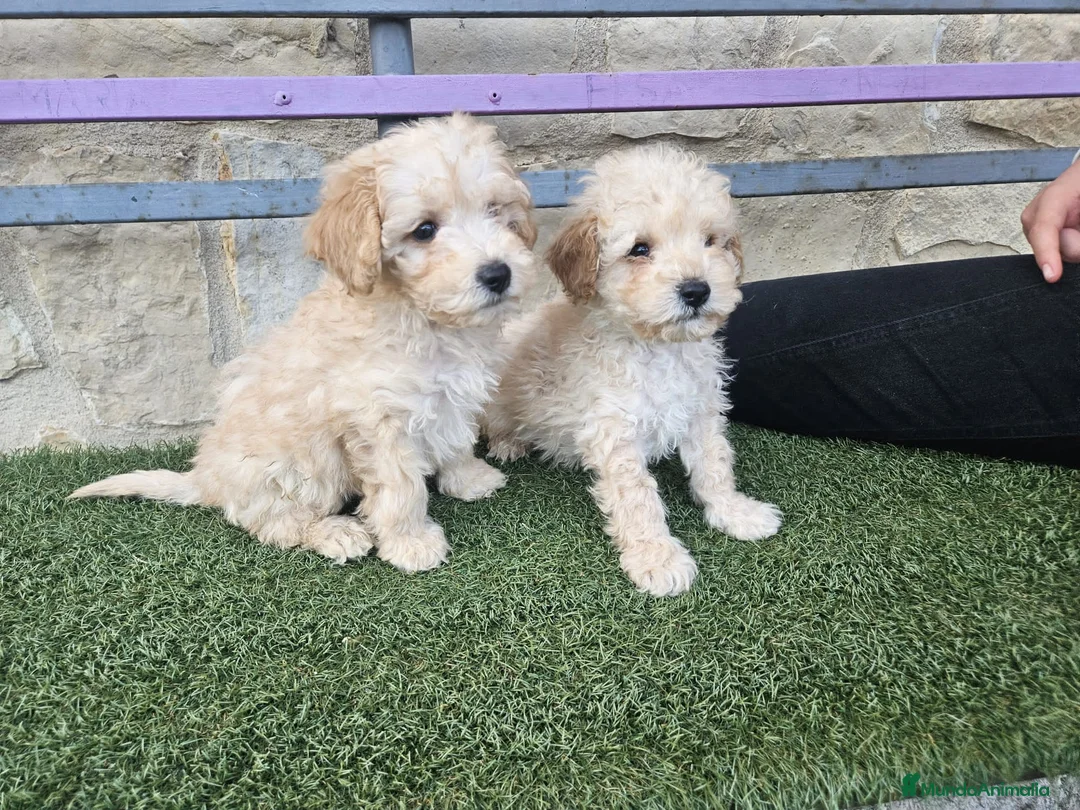 Caniche Toy perros en venta: Ultima hembrita toy apricot en Segovia - Anuncio 1