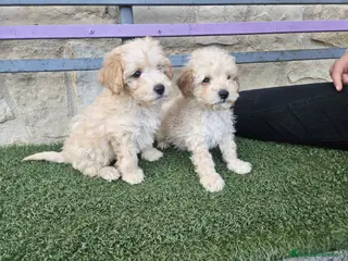 Caniche Toy perros Ultima hembrita toy apricot - Anuncio 1