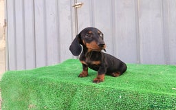 Teckel Miniatura perros en venta: Cachorros teckel mini - Imagen 2