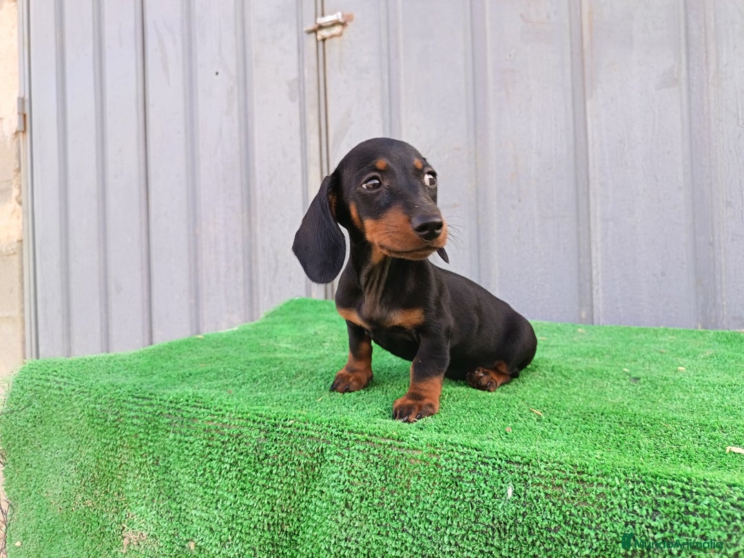Teckel Miniatura perros en venta: Cachorros teckel mini - Imagen 2