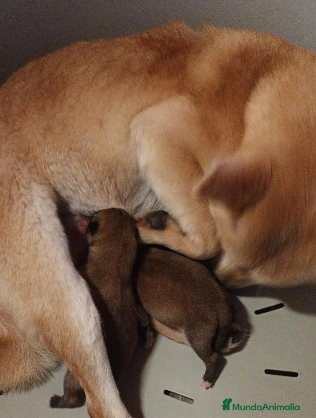 Shiba Inu perros en venta: SHIBA INU ROJAS DISPONIBLES - Anuncio 9