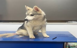 Husky Siberiano perros en adopcion: Husky en adopción cachorro - Imagen 1