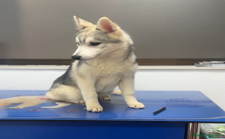 Husky Siberiano perros - Anuncio 1