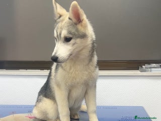 Husky Siberiano perros - Anuncio 1
