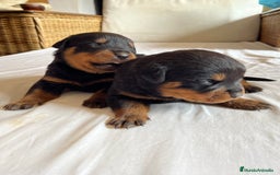 Rottweiler perros en venta: ROTTWEILER cachorros - Imagen 5